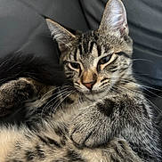 Achille a rejoint le concours — aidez-le/la à gagner de superbes lots ! cat, tabby, paw, fur, whiskers, close_up, pet, animal, relaxed, lying_down, indoor, cute, mammal, feline, striped, ears, face, nose, sleepy, soft
