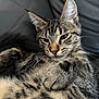 cat, tabby, paw, fur, whiskers, close_up, pet, animal, relaxed, lying_down, indoor, cute, mammal, feline, striped, ears, face, nose, sleepy, soft