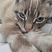 Capsule participe au concours pour gagner de l'argent avec cette photo : animal, blue_eyes, cat, close_up, cozy, cute, domestic_cat, face, feline, fur, indoor, lying_down, nose, paws, pet, relaxed, resting, sleepy, soft, whiskers