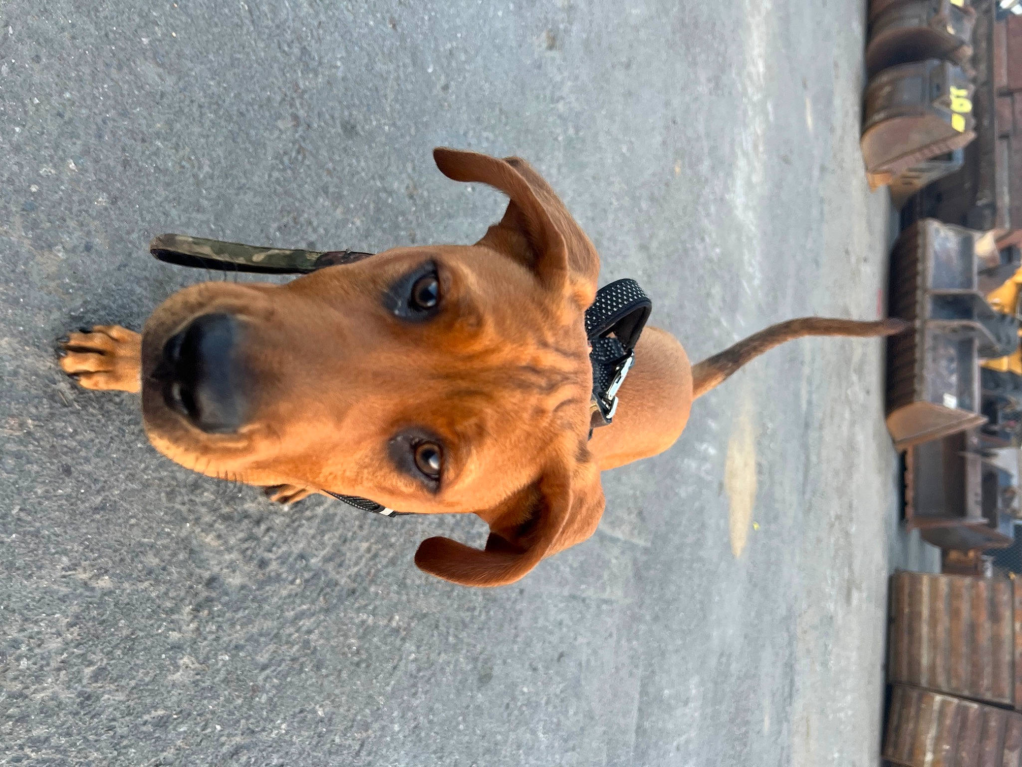 Colt is registered to the contest to win money with this photo: canidae, carnivore, collar, companion_dog, dog, dog_breed, dog_collar, dog_supply, ear, eyewear, fawn, liver, metal, pet_supply, snout, sporting_group, terrestrial_animal, whiskers, wood, working_animal