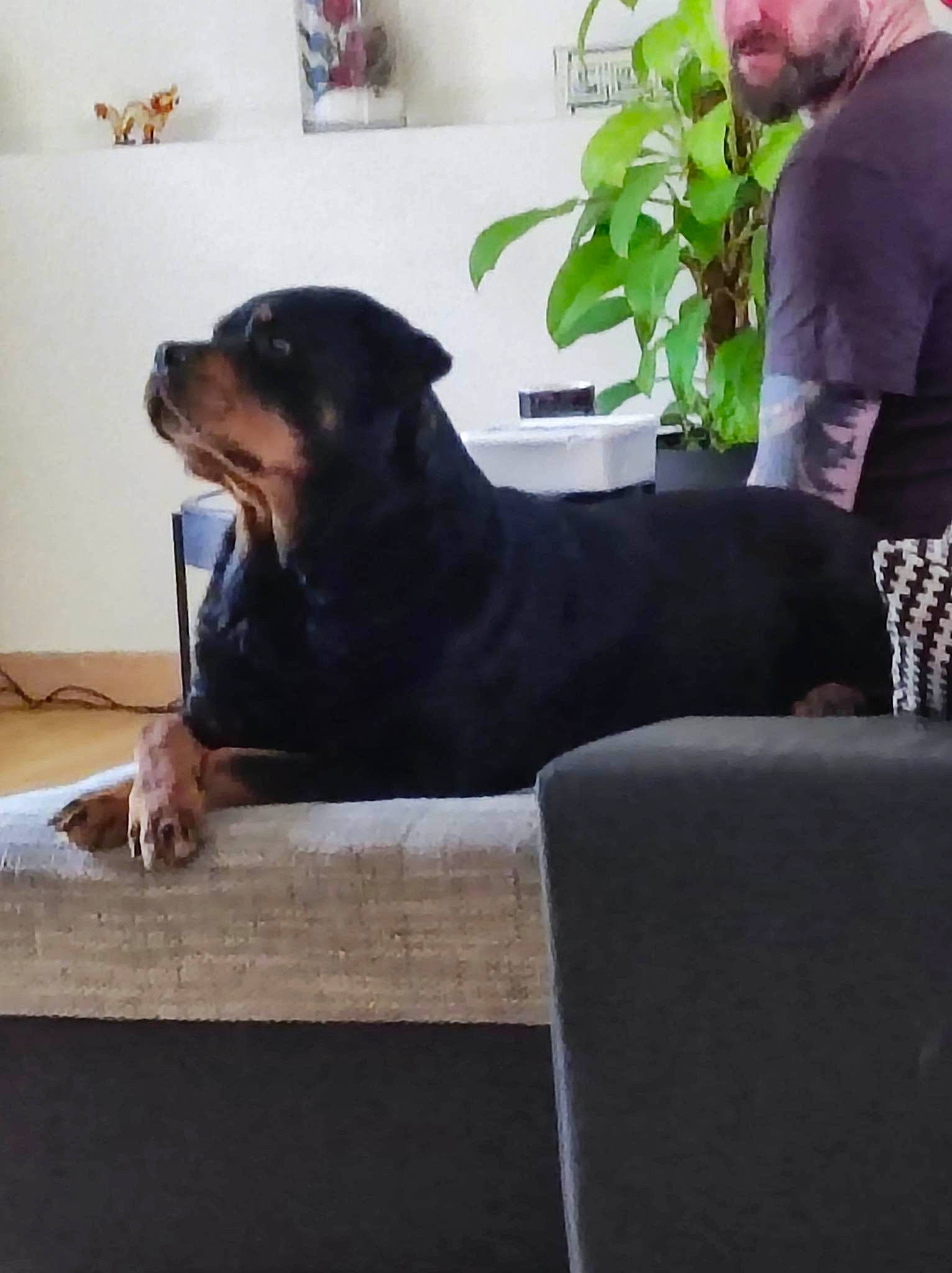 Loka participe au concours pour gagner de l'argent avec cette photo : beard, canidae, carnivore, comfort, companion_dog, couch, dog, dog_breed, flooring, flowerpot, guard_dog, houseplant, plant, rottweiler, sitting, snout, sporting_group, terrestrial_animal, working_animal, working_dog