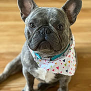Finney is registered to the contest to win money with this photo: dog, french_bulldog, pet, bandana, indoor, floor, wooden_floor, sitting, ears, eyes, face, cute, animal, canine, portrait, looking_at_camera, domestic_animal, short_hair, young_dog, adorable