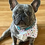 dog, french_bulldog, pet, bandana, indoor, floor, wooden_floor, sitting, ears, eyes, face, cute, animal, canine, portrait, looking_at_camera, domestic_animal, short_hair, young_dog, adorable