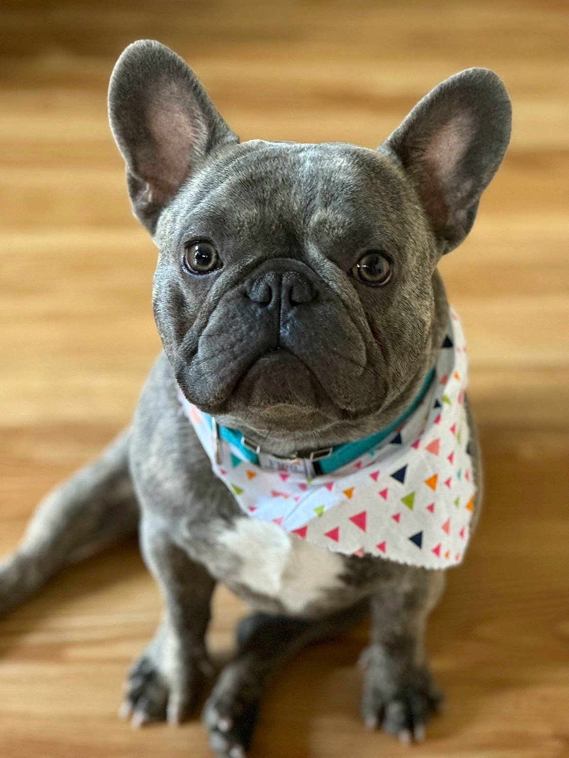 Finney is registered to the contest to win money with this photo: dog, french_bulldog, pet, bandana, indoor, floor, wooden_floor, sitting, ears, eyes, face, cute, animal, canine, portrait, looking_at_camera, domestic_animal, short_hair, young_dog, adorable
