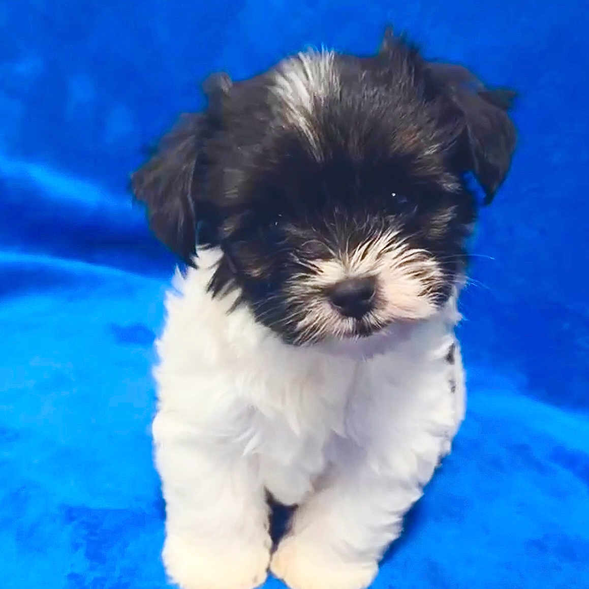 Moz is registered to the contest to win money with this photo: adorable, animal, black_and_white, blue_background, cute, dog, domestic_animal, fluffy, friendly, fur, indoors, looking_at_camera, mammal, pet, portrait, puppy, sitting, small, young, young_animal