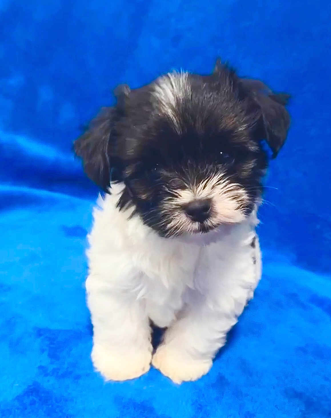 Moz is registered to the contest to win money with this photo: puppy, dog, black_and_white, fluffy, cute, pet, animal, young, small, sitting, portrait, fur, indoors, blue_background, adorable, mammal, domestic_animal, friendly, looking_at_camera, young_animal