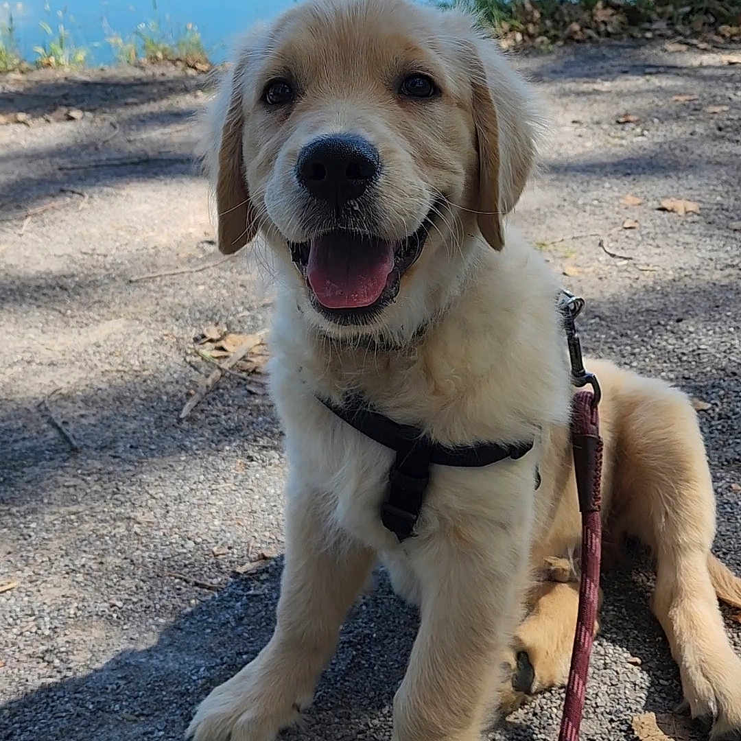 Khyber is registered to the contest to win money with this photo: accessories, animal, beach, canine, coast, dog, goldenretriever, labradorretriever, lake, leash, nature, outdoors, pet, puppy, rock, sea, shoreline, strap, water, waterfront