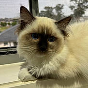 Boree is registered to the contest to win money with this photo: cat, fluffy, blue_eyes, window, windowsill, indoor, pet, fur, animal, curious, closeup, whiskers, face, ears, young_cat, resting, domestic_cat, feline, soft_light, screen