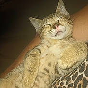 Munchkin is registered to the contest to win money with this photo: cat, kitten, sleeping, tabby, feline, paw, fur, whiskers, nose, cute, pet, animal, cozy, resting, leopard_print, blanket, closeup, relaxation, domestic_cat, indoor