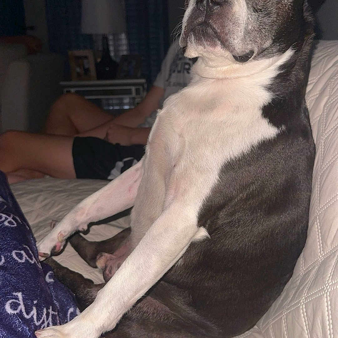Frenchie joined the competition — help win amazing prizes! animal, blanket, boston_terrier, couch, dog, ears, face, fur, home, indoor, lamp, living_room, looking, person, pet, quilted, relaxed, seated, table, wide_eyes