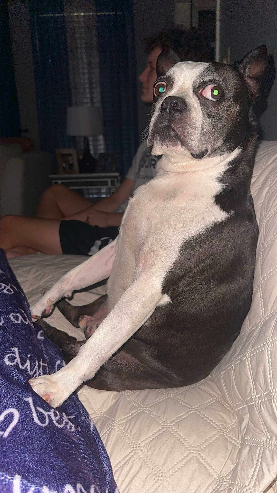Frenchie