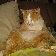 Pistache a rejoint le concours — aidez-le/la à gagner de superbes lots !