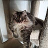 Cannabis is registered to the contest to win money with this photo: cat, long_hair, feline, pet, animal, cat_tree, carpeted, indoor, resting, paw, fluffy, muzzle, ears, whiskers, eyes, cozy, relaxed, domestic, cute, furry