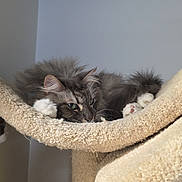 Cannabis is registered to the contest to win money with this photo: cat, fluffy, gray_cat, white_paws, cat_tree, carpeted, indoor, pet, relaxed, sleepy, green_eyes, feline, cute, animal, paw, resting, cozy, fur, whiskers, ears