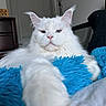 cat, white_cat, fluffy, long_hair, pet, animal, portrait, close_up, blue_blanket, paw, whiskers, ears, eyes, nose, indoors, home, furniture, relaxed, serious_expression, photography