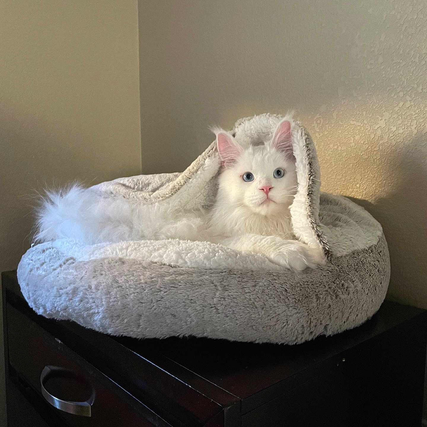 Merlin