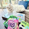 cat, white_cat, fluffy, longhaired, pet, animal, lying_down, relaxed, indoor, wooden_floor, window, sunlight, shopping_bags, cat_treats, cat_toys, pet_supplies, colorful_packaging, potted_plant, home, portrait