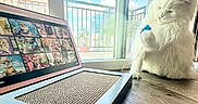 Merlin is registered to the contest to win money with this photo: cat, white_cat, fluffy, long_hair, sitting, raised_paw, laptop, computer, cat_photos, window, sunlight, indoors, table, wood_surface, urban_view, balcony, blue_sky, pet, portrait, technology