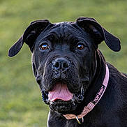 Tzar joined the competition — help win amazing prizes! animal, black_dog, canine, close_up, collar, cute, dog, ears, eyes, friendly, fur, grass, happy, muzzle, nose, outdoor, pet, pink_collar, portrait, tongue_out