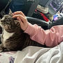 Luna is registered to the contest to win money with this photo: cat, tabby_cat, petting, hand, pink_sleeve, white_clothing, indoor, furniture, bag, blanket, soft_surface, cozy, content, striped_cat, animal, domestic_cat, resting, comfort, person, clothing