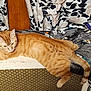 Solar is registered to the contest to win money with this photo: cat, orange_tabby, feline, pet, blanket, heater_cover, curtains, wood_panel, indoor, resting, relaxed, fur, whiskers, tail, ears, eyes, striped, cozy, animal, domestic
