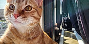 Solar joined the competition — help win amazing prizes! cat, orange_tabby, window, screen, sunlight, indoor, feline, pet, curious, paw, striped, black_cat, relaxing, domestic, sunbeam, animal, whiskers, ears, tail, home