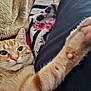 Solar joined the competition — help win amazing prizes! cat, orange_tabby, paw, close_up, whiskers, blanket, soft_texture, cozy, indoor, pet, feline, curious, stretching, pink_paw_pads, relaxed, fur, cute, animal, domestic_cat, portrait
