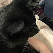 Astra is registered to the contest to win money with this photo: black_cat, cat, whiskers, pet, animal, close_up, indoor, blanket, human_arm, furry, relaxing, domestic_cat, comfort, soft_texture, resting, cozy, fur, home, companionship, sleepy