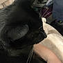 black_cat, cat, whiskers, pet, animal, close_up, indoor, blanket, human_arm, furry, relaxing, domestic_cat, comfort, soft_texture, resting, cozy, fur, home, companionship, sleepy