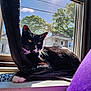 cat, black_and_white_cat, windowsill, window_screen, sunlight, indoor, tree, house, relaxed, pet, whiskers, curious, daylight, fur, paw, resting, shadow, nature, domestic_animal, cozy