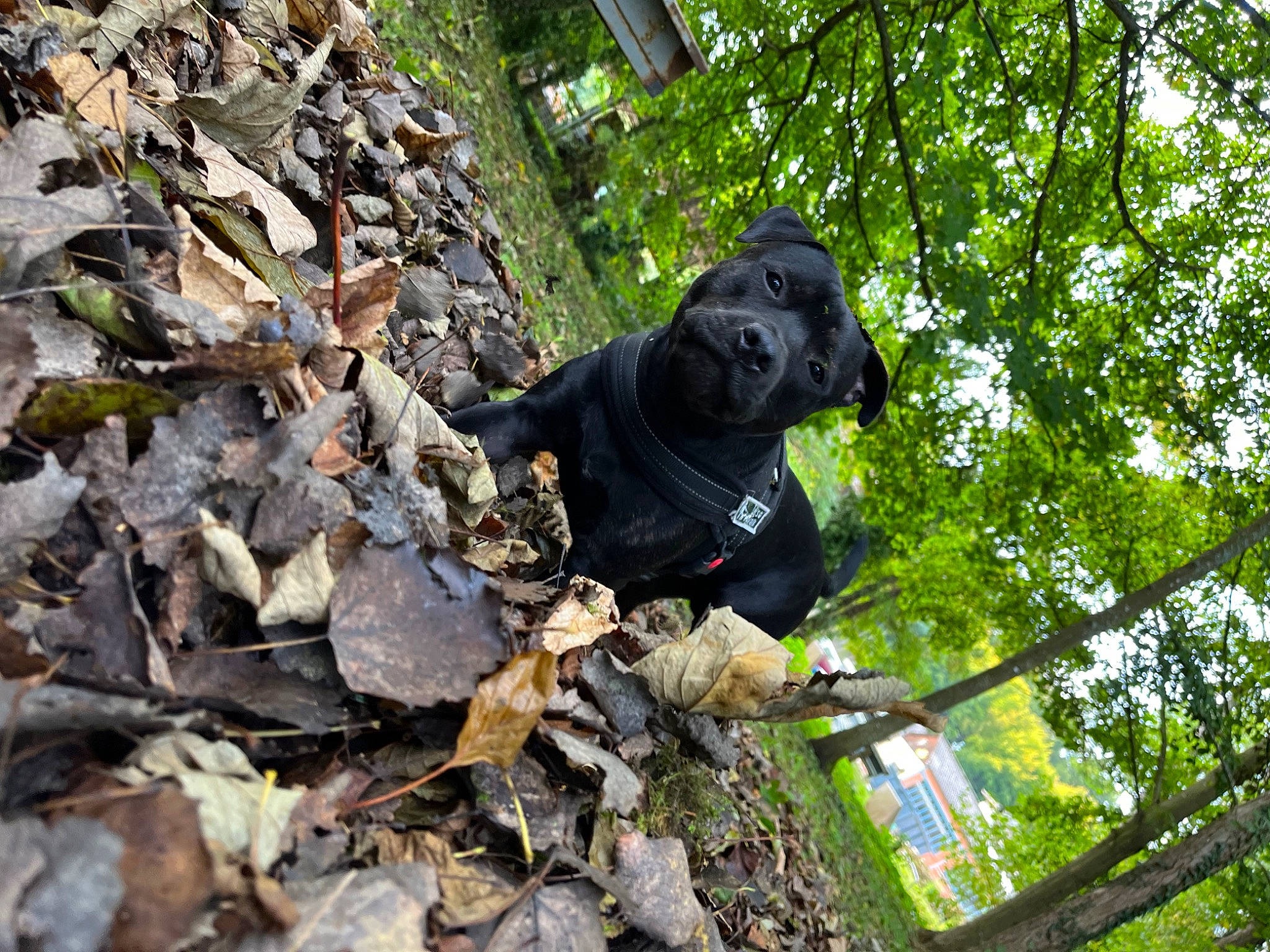 Rapido participe au concours pour gagner de l'argent avec cette photo : adventure, bedrock, carnivore, dog_breed, forest, grass, hat, jungle, old_growth_forest, personal_protective_equipment, plant, rainforest, recreation, rock, soil, terrestrial_animal, tree, trunk, wilderness, wood