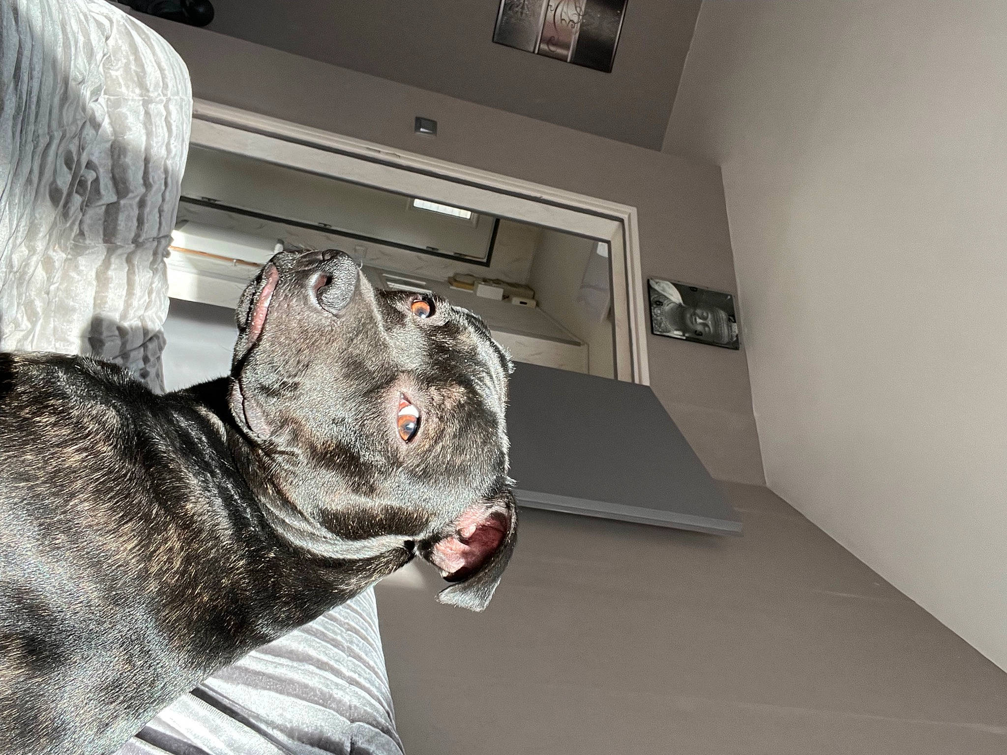 Rapido participe au concours pour gagner de l'argent avec cette photo : carnivore, companion_dog, couch, dog, dog_breed, domestic_short_haired_cat, ear, fawn, felidae, fur, grey, jaw, paw, small_to_medium_sized_cats, snout, sporting_group, tail, terrestrial_animal, toy, whiskers