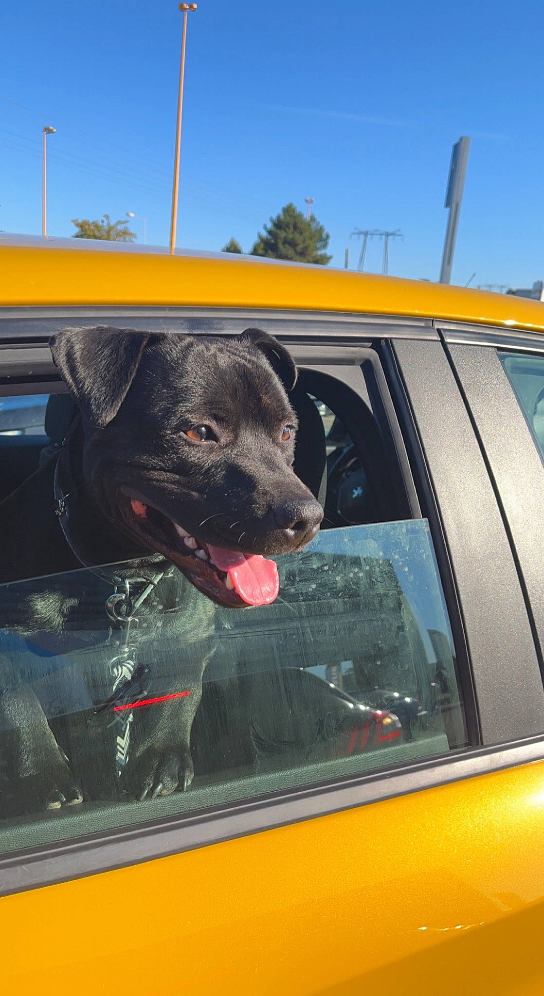 Rapido a rejoint le concours — aidez-le/la à gagner de superbes lots ! auto_part, automotive_design, automotive_exterior, automotive_lighting, automotive_mirror, car, carnivore, dog, dog_breed, hood, mammal, mode_of_transport, motor_vehicle, personal_luxury_car, sky, vehicle, vehicle_door, vertebrate, window, windscreen_wiper