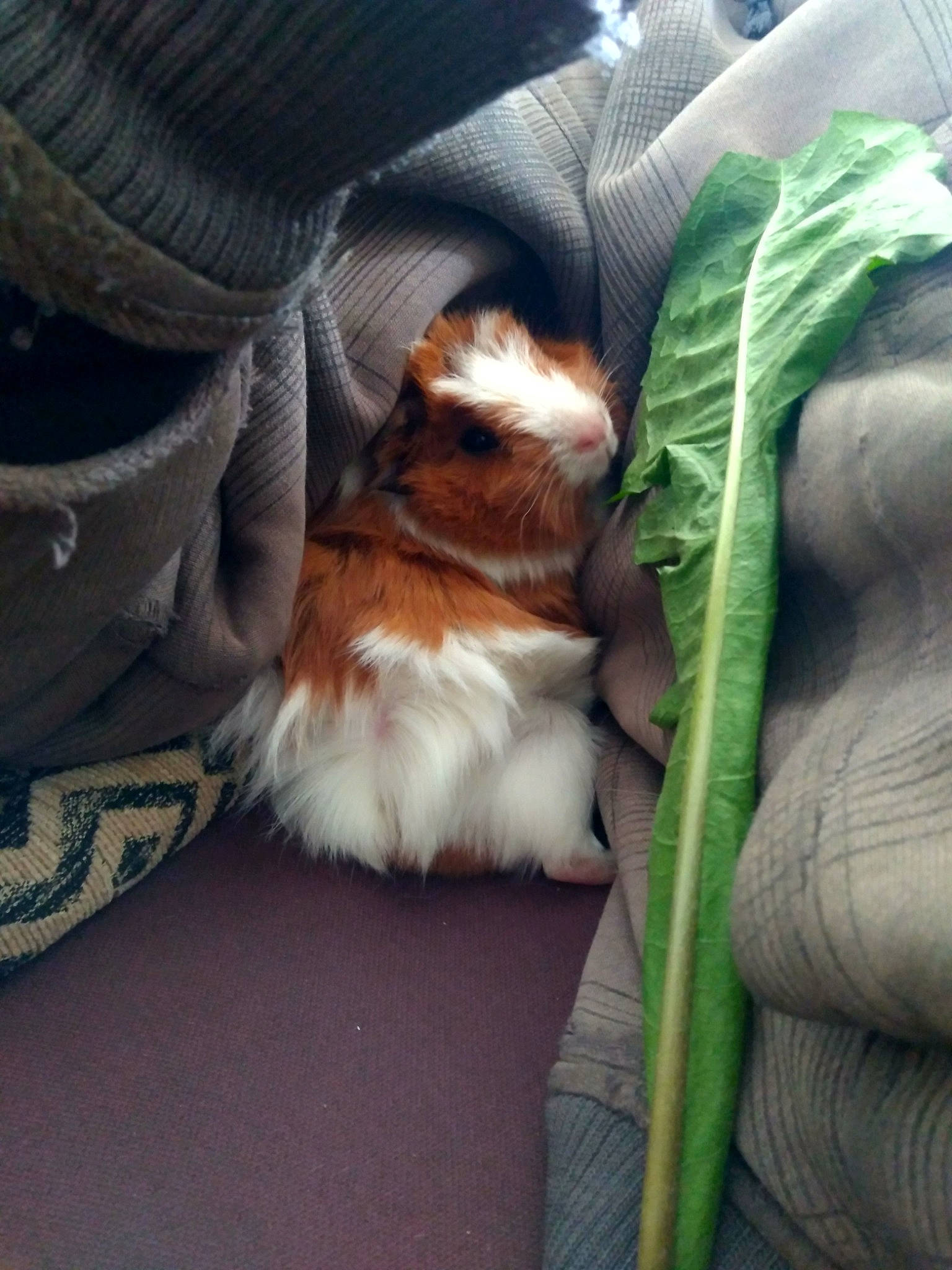 Happy a rejoint le concours — aidez-le/la à gagner de superbes lots ! canidae, carnivore, cavalier_king_charles_spaniel, companion_dog, dog, dog_breed, fawn, guinea_pig, puppy, sporting_group