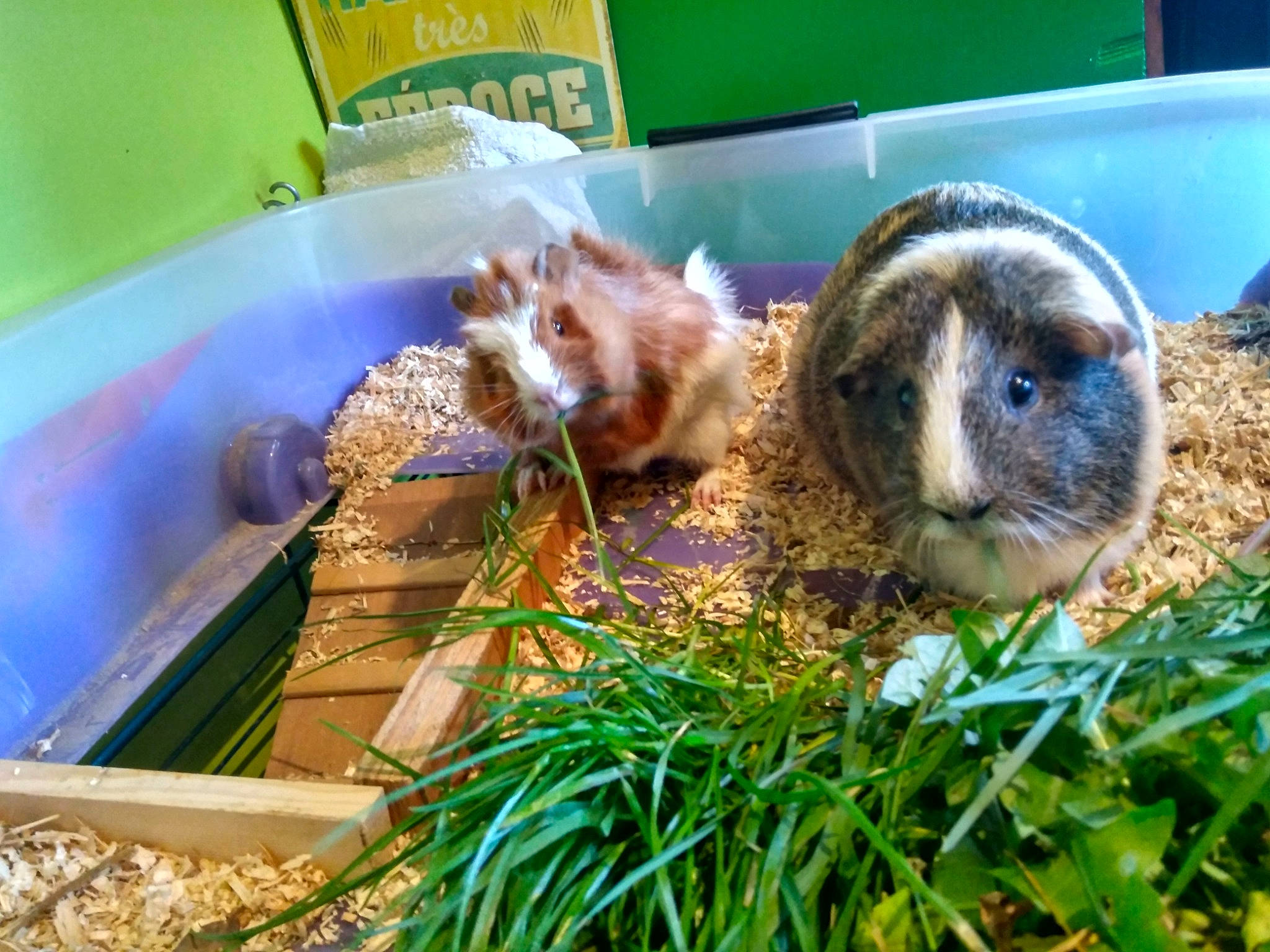 Happy a rejoint le concours — aidez-le/la à gagner de superbes lots ! arizona_black_tailed_prairie_dog, domestic_rabbit, gerbil, grass, guinea_pig, hamster, muroidea, organism, prairie_dog, rabbit, rabbits_and_hares, rodent