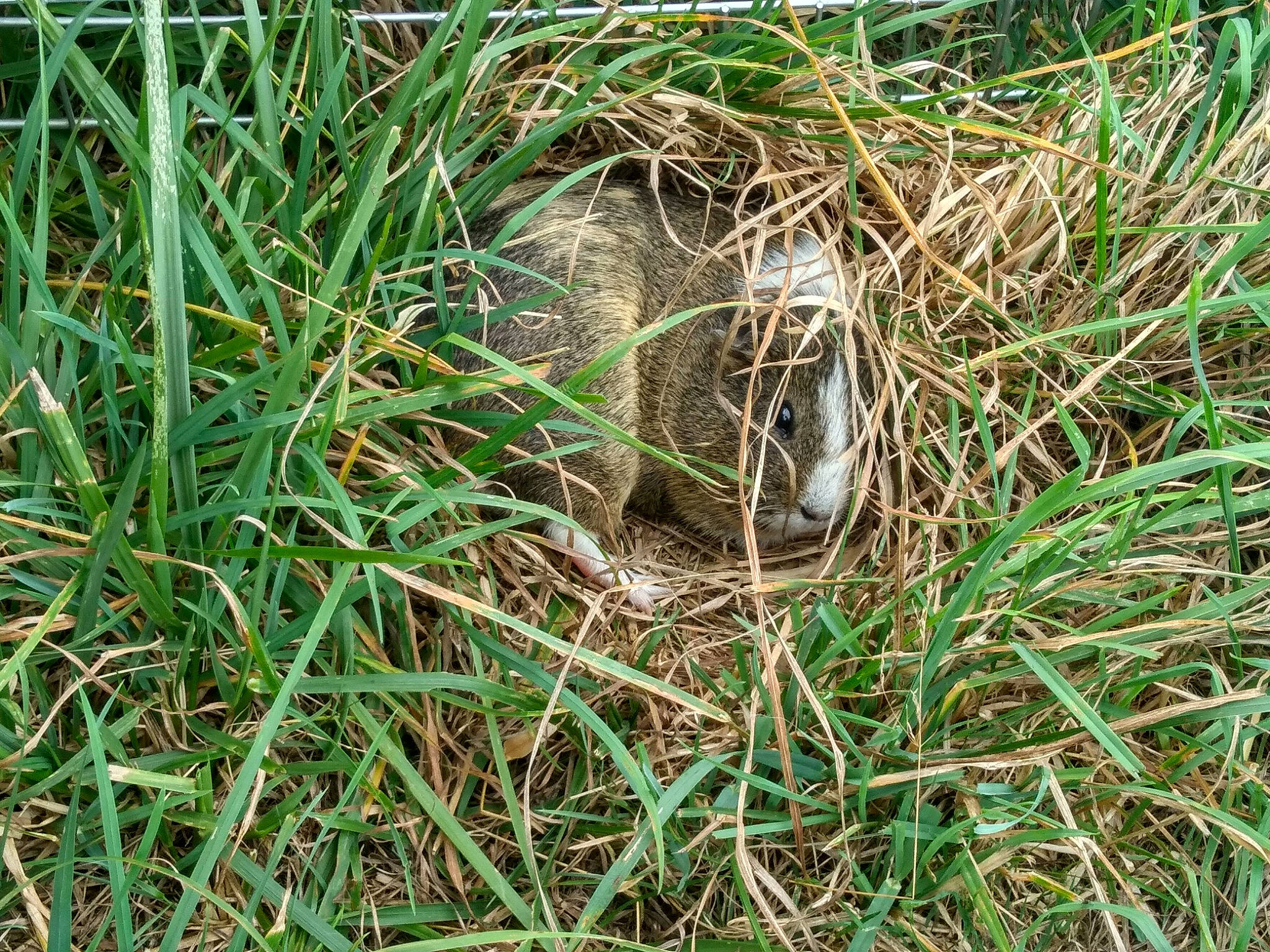 Ness participe au concours pour gagner de l'argent avec cette photo : beaver, gopher, grass, grass_family, groundhog, marsupial, plant, rodent, terrestrial_animal