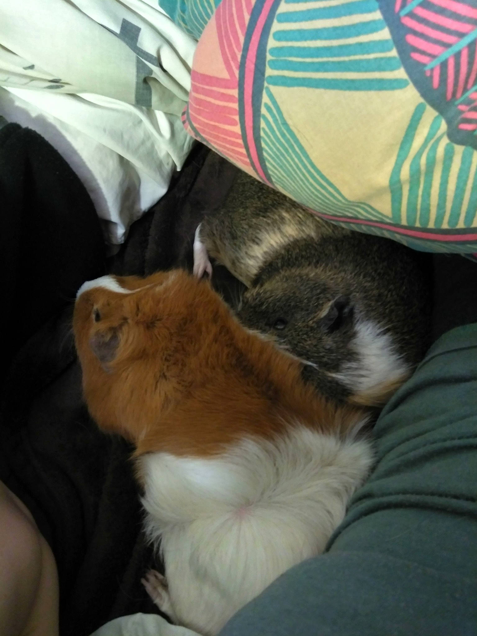 Ness a rejoint le concours — aidez-le/la à gagner de superbes lots ! canidae, carnivore, companion_dog, dog_breed, fawn, guinea_pig, nap, puppy, sporting_group, whiskers