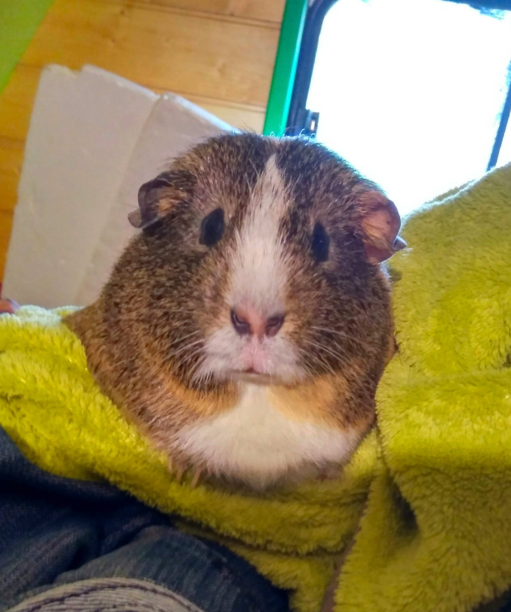 Ness participe au concours pour gagner de l'argent avec cette photo : chinchilla, degu, dormouse, fawn, gerbil, guinea_pig, hamster, mammal, mouse, muridae, muroidea, rat, rodent, snout, vertebrate, whiskers