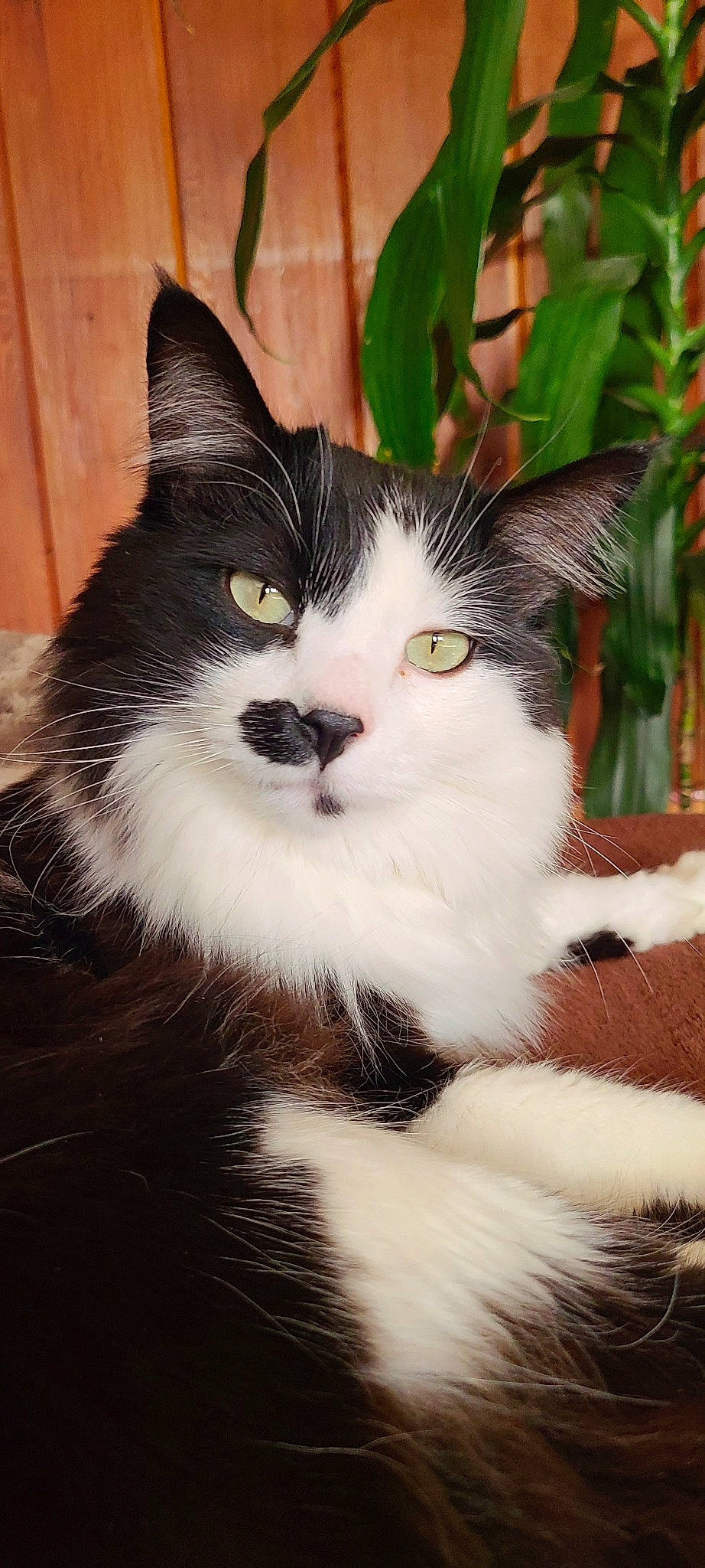 Sebastian joined the competition — help win amazing prizes! carnivore, cat, domestic_short_haired_cat, eye, felidae, fur, grass, hair, head, iris, paw, plant, sitting, small_to_medium_sized_cats, snout, tail, terrestrial_animal, tree, whiskers, window