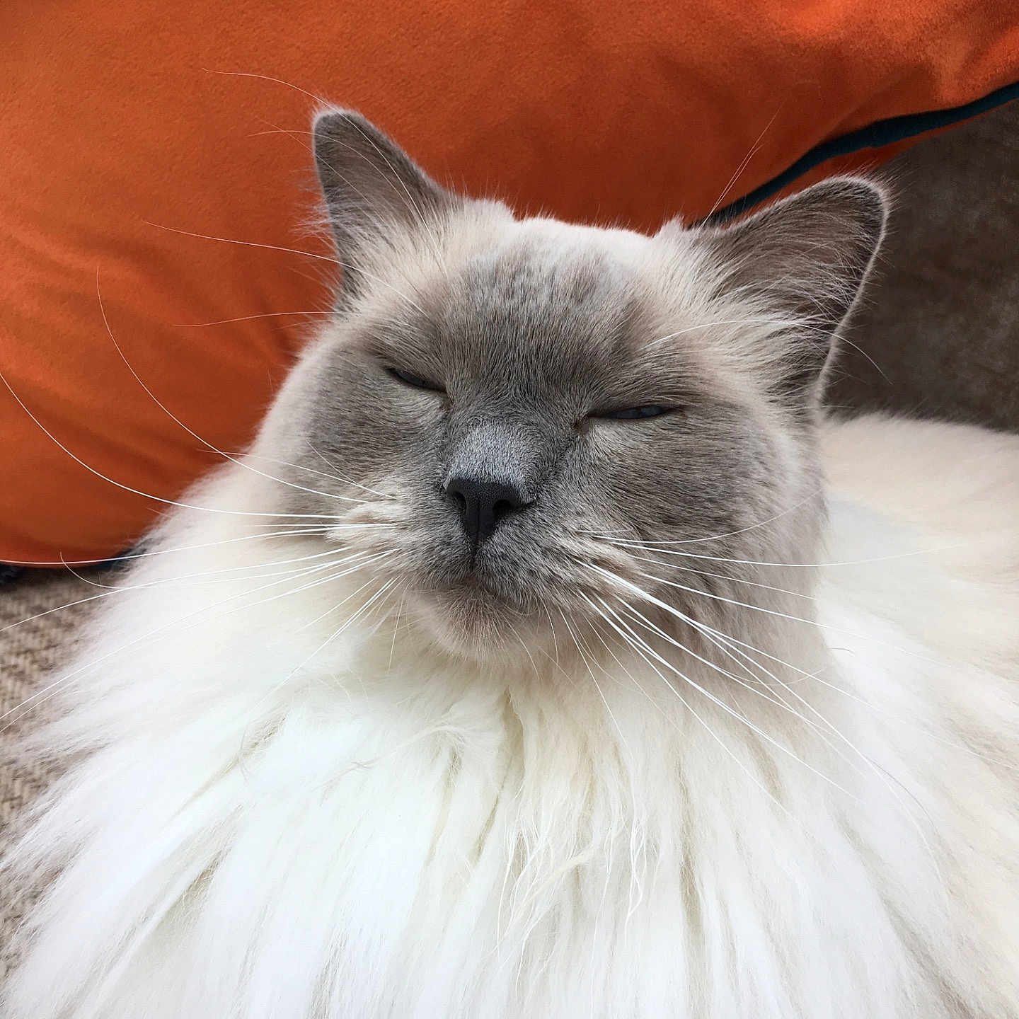 Eric is registered to the contest to win money with this photo: birman, cat, cat_like_mammal, close_up, eye, fur, nose, ragdoll, small_to_medium_sized_cats, snout, whiskers