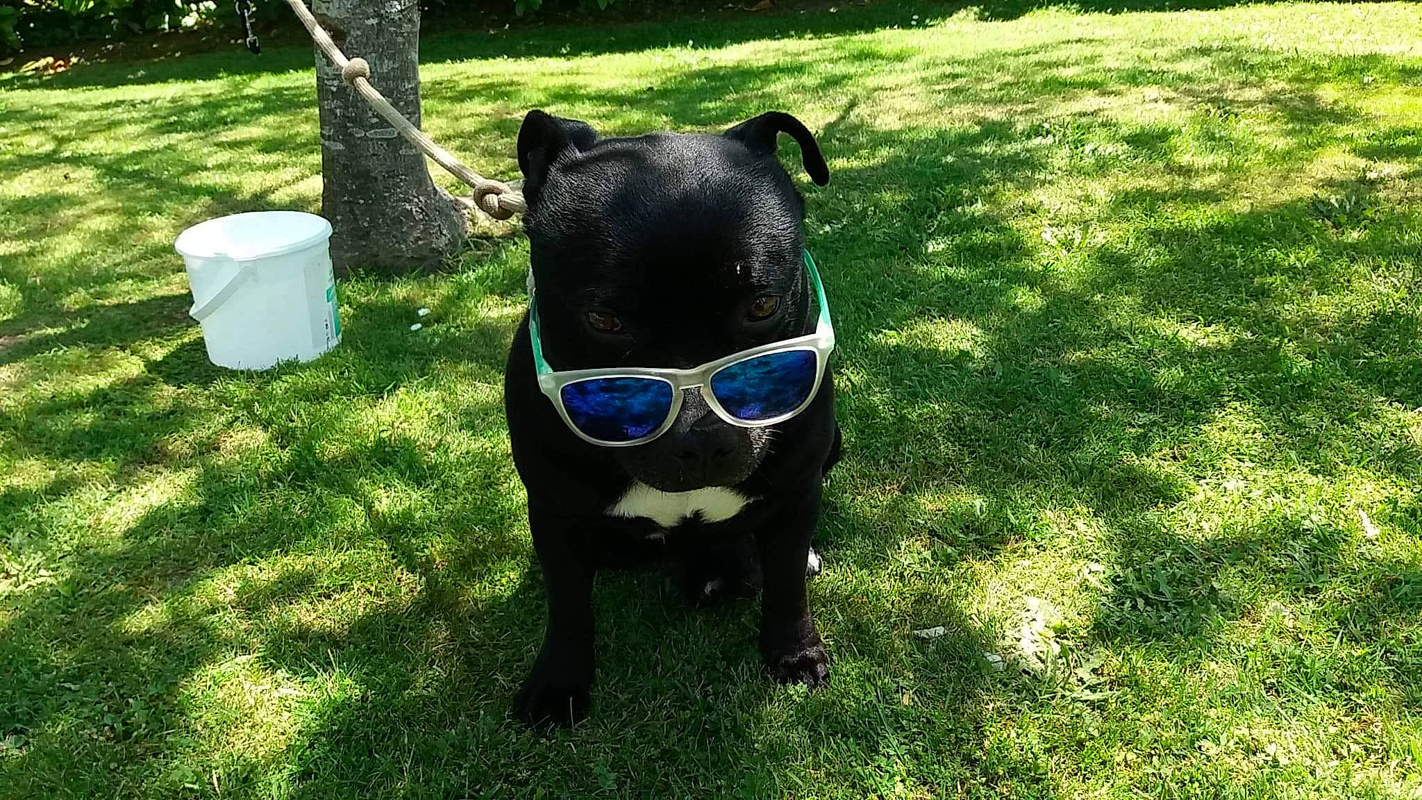 Fakir participe au concours pour gagner de l'argent avec cette photo : carnivore, companion_dog, dog_breed, electric_blue, eyewear, fawn, glasses, goggles, grass, grassland, lawn, personal_protective_equipment, plant, sporting_group, sunglasses, tail, tints_and_shades, tree, vision_care, working_animal