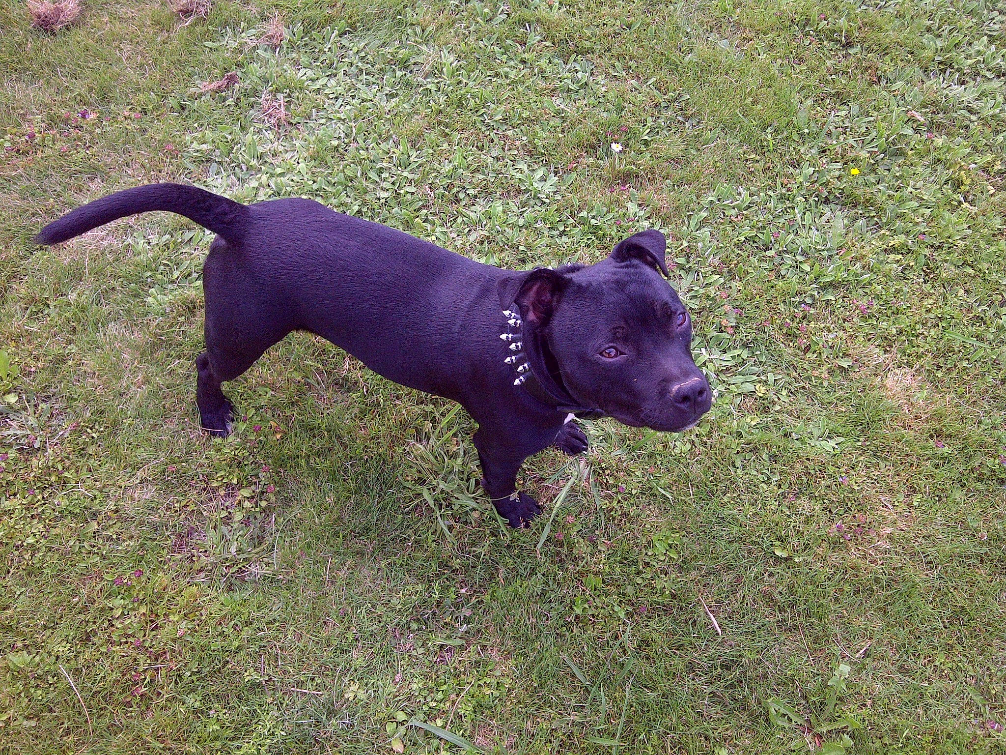 Fakir a rejoint le concours — aidez-le/la à gagner de superbes lots ! canidae, carnivore, collar, companion_dog, dog, dog_breed, dog_collar, dog_supply, fawn, grass, guard_dog, non_sporting_group, plant, snout, sporting_group, tail, terrestrial_animal, toy_dog, working_animal, working_dog