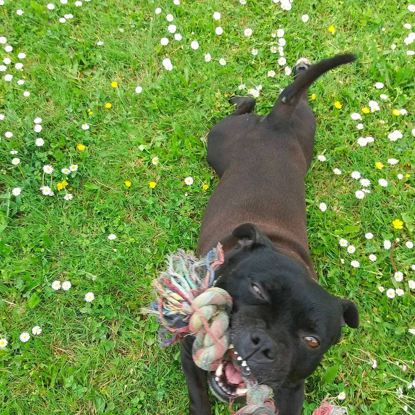 Fakir participe au concours pour gagner de l'argent avec cette photo : carnivore, collar, companion_dog, dog, dog_breed, dog_collar, fawn, flower, gesture, grass, green, groundcover, lawn, leash, liver, people_in_nature, plant, sporting_group, tail, working_animal