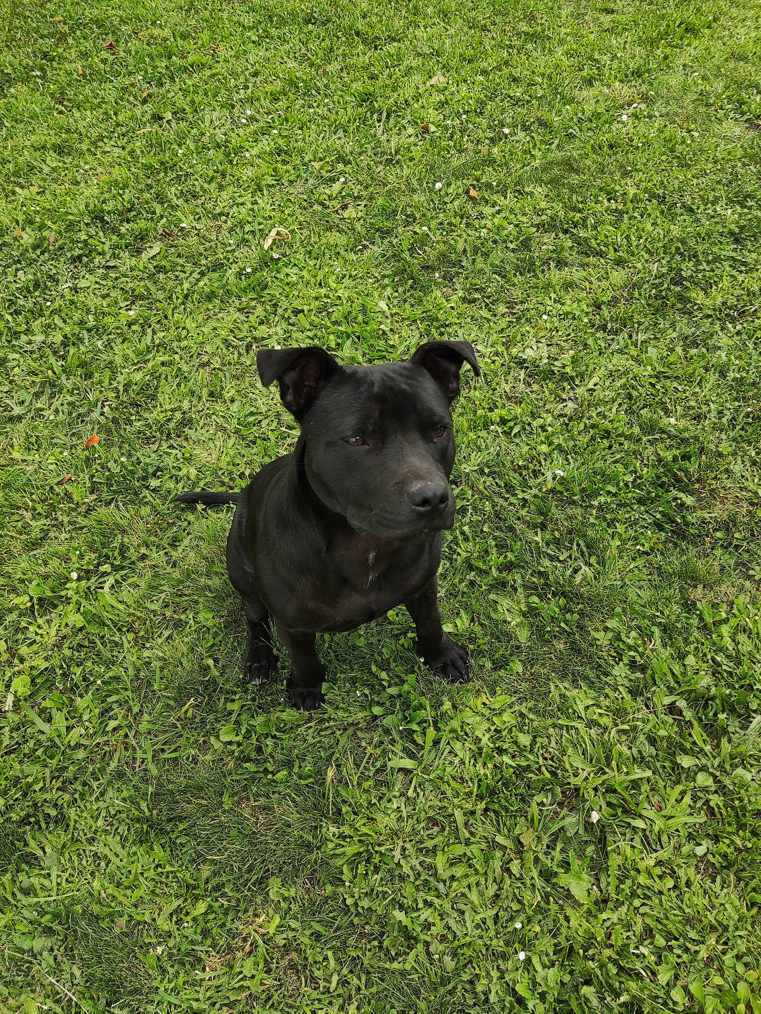 Taô a rejoint le concours — aidez-le/la à gagner de superbes lots ! bulldog, canidae, carnivore, companion_dog, dog, dog_breed, fawn, grass, grassland, groundcover, guard_dog, pasture, plant, shrub, soil, sporting_group, tail, terrestrial_animal, tree, working_animal