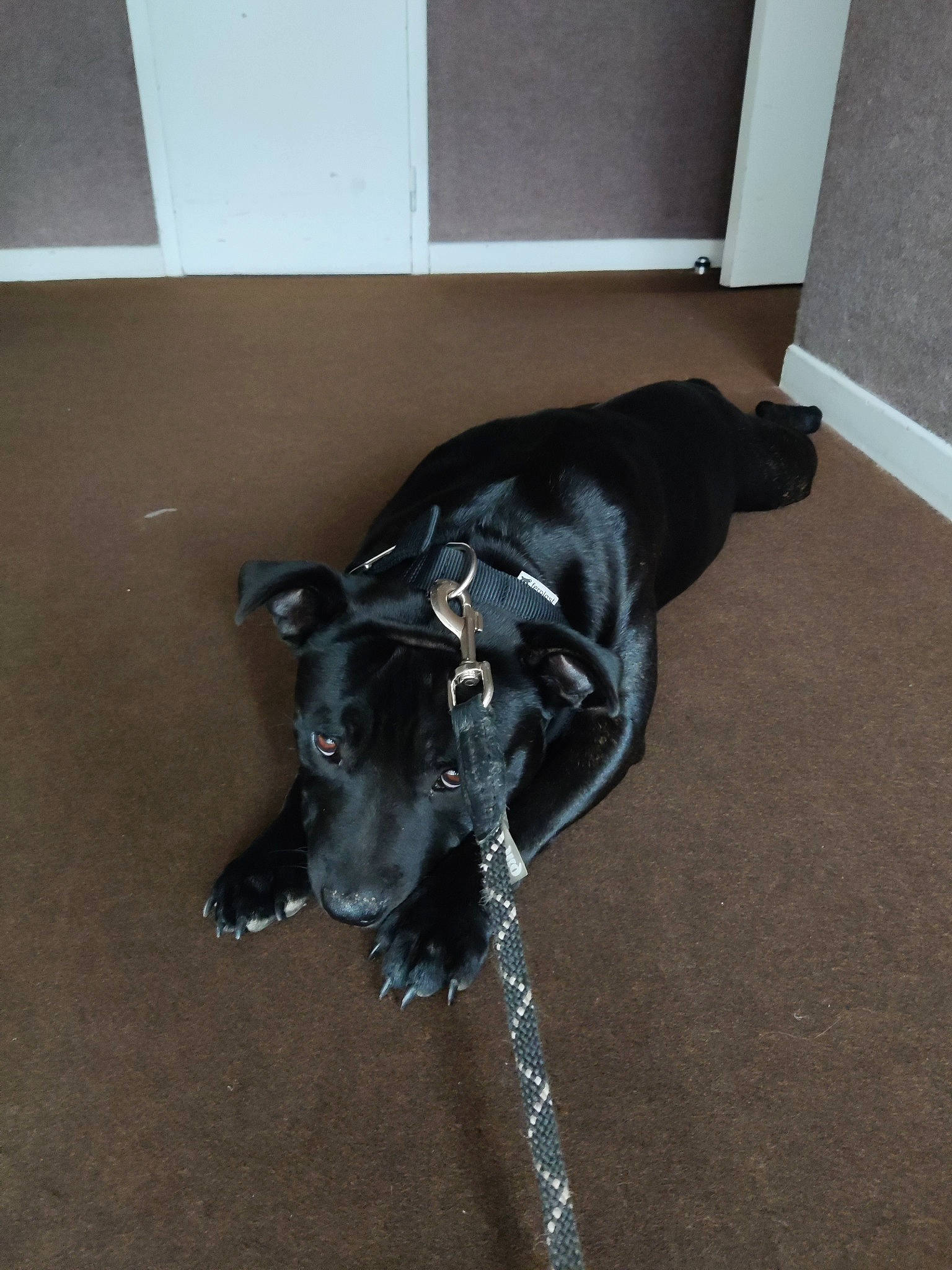 Taô a rejoint le concours — aidez-le/la à gagner de superbes lots ! borador, canidae, carnivore, collar, companion_dog, dog, dog_breed, fawn, floor, flooring, fur, guard_dog, hardwood, non_sporting_group, snout, sporting_group, tail, terrestrial_animal, whiskers, working_animal