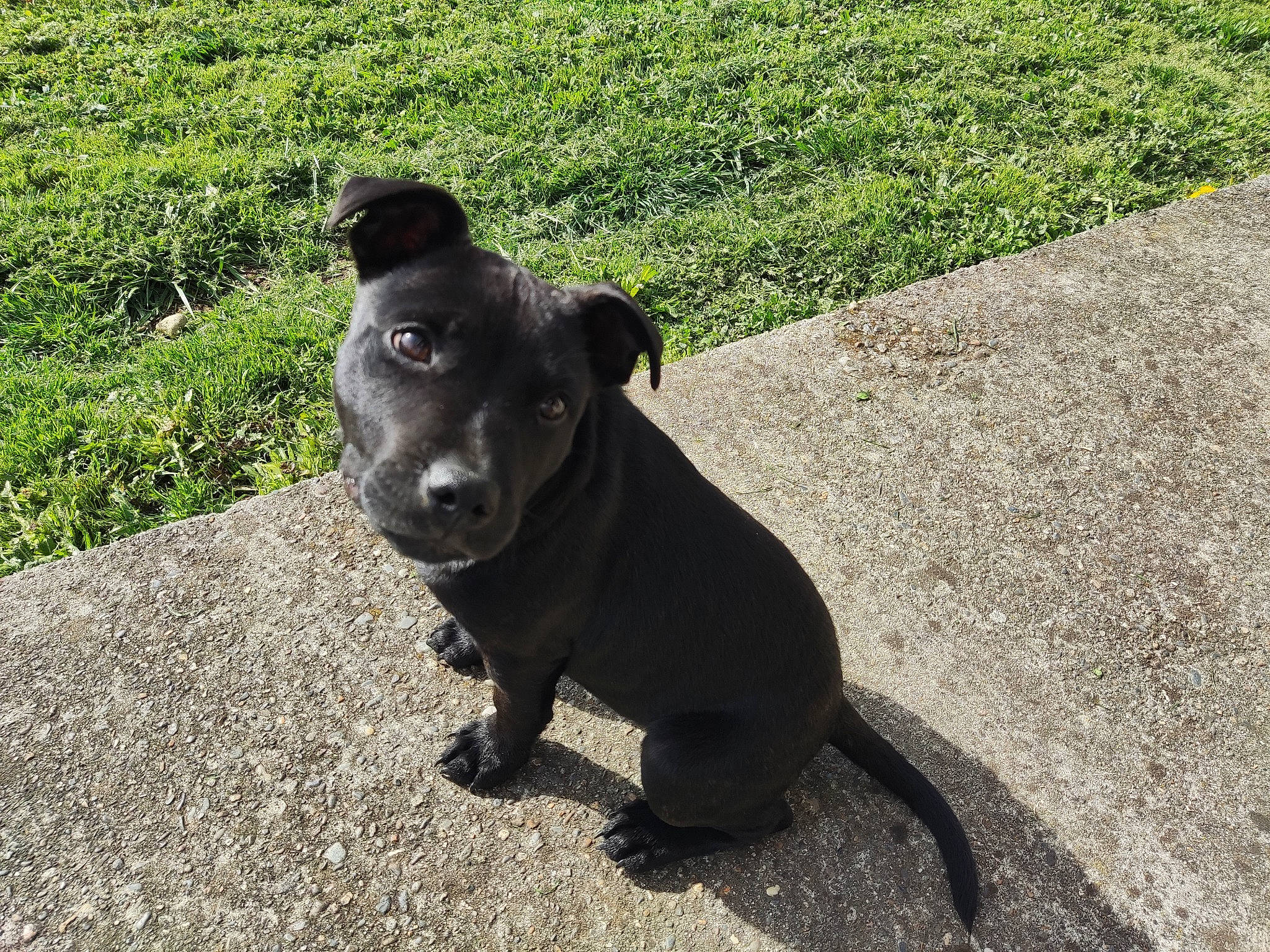 Taô a rejoint le concours — aidez-le/la à gagner de superbes lots ! asphalt, borador, carnivore, collar, companion_dog, dog, dog_breed, dog_collar, fawn, grass, guard_dog, gun_dog, leash, plant, road_surface, shadow, tail, terrestrial_animal, whiskers, working_animal