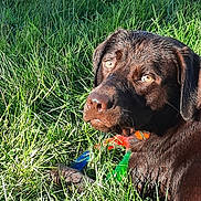 Judge is registered to the contest to win money with this photo: animal, canine, chocolate, dog, ears, eyes, fur, grass, greenery, labrador, muzzle, nature, outdoor, paw, pet, playful, relaxed, summer, sunlight, toy