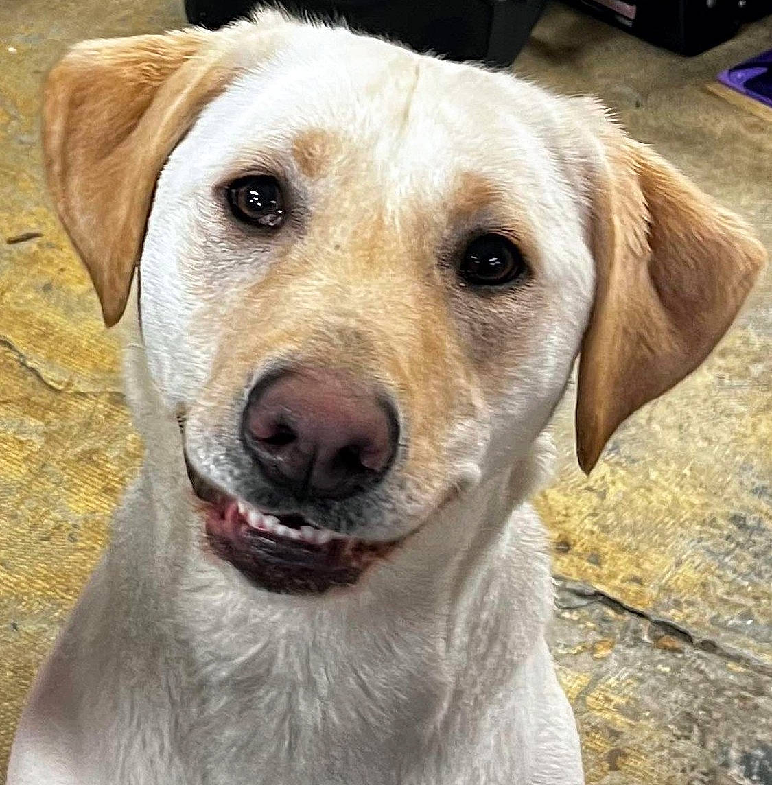 Ana is registered to the contest to win money with this photo: canidae, carnivore, collar, companion_dog, computer_keyboard, dog, dog_breed, dog_collar, ear, eye, fawn, fur, head, pet_supply, photography, retriever, snout, sporting_group, whiskers, working_animal