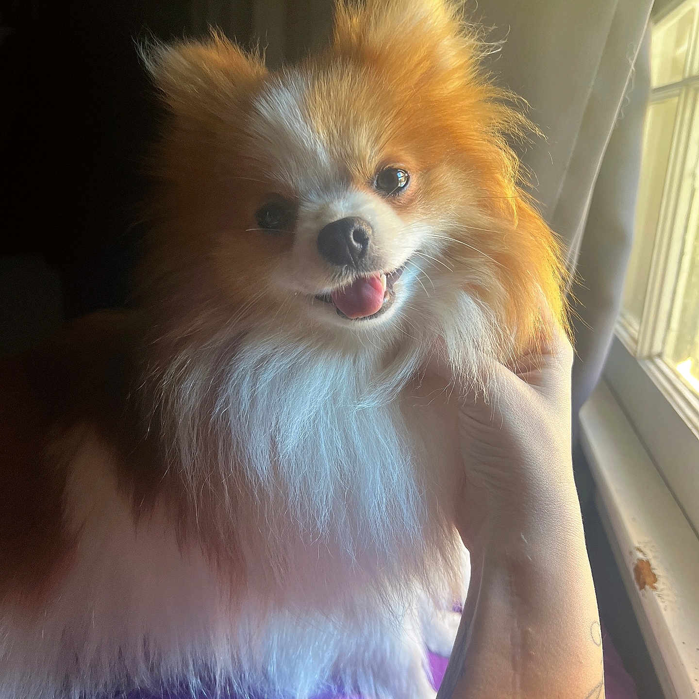 Poppy is registered to the contest to win money with this photo: animal, bodypart, canine, chihuahua, cockerspaniel, couch, dog, eskimodog, face, furniture, head, mouth, papillon, person, pet, photography, portrait, puppy, teeth, terrier
