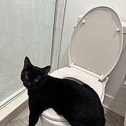 Saint is registered to the contest to win money with this photo: black_cat, cat, toilet, bathroom, glass_shower_door, tile_floor, white_toilet, pet, animal, curious, amber_eyes, feline, indoor, clean, modern, resting, looking, fur, whiskers, shadow